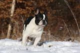 BOULEDOGUE FRANCAIS 971